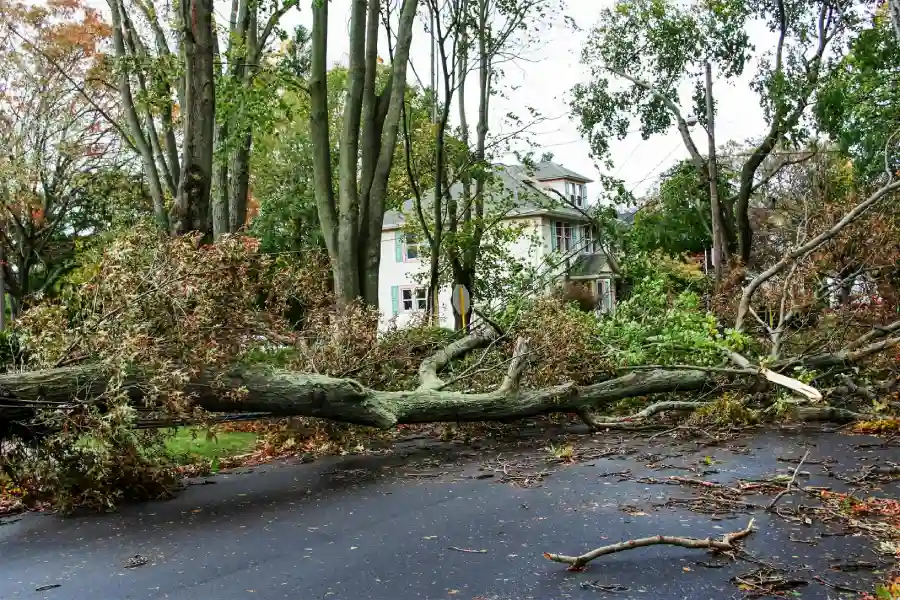 Emergency Tree Storm Service
