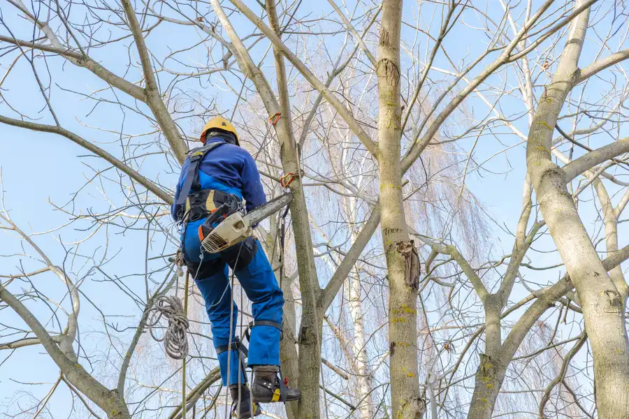 Residential Tree Care