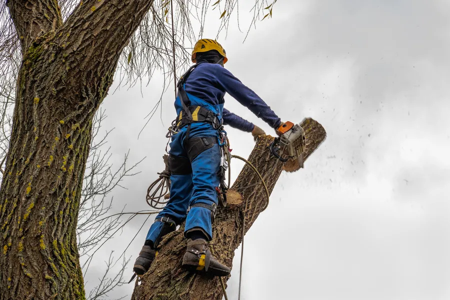 Tree Topping